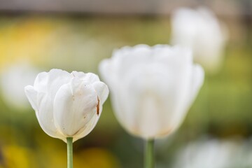 Nahaufnahme von bunten Tulpen Blumen in einem Blumengarten, Deutschland