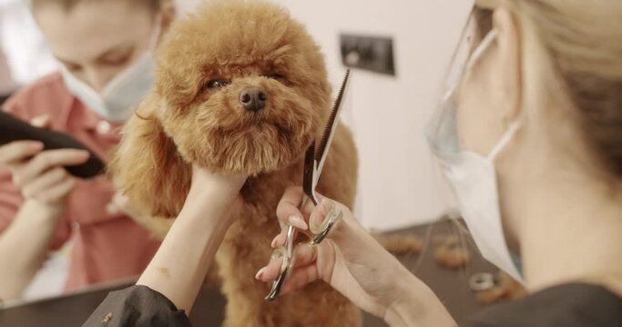 Professional Pet groomer making cute Poodle dog haircut with scissors. Woman doing hairstyle pet hairdresser. grooming salon. The amusing canine sat calmly at the grooming salon or veterinary clinic.