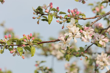 Apple Blossoms