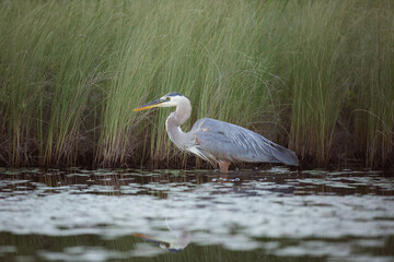 Heron