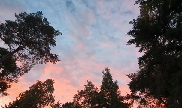 Sunset sky in the forest