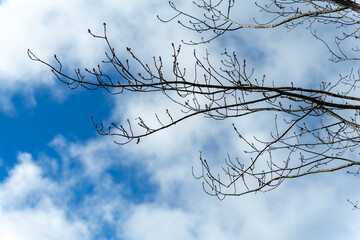 Bare Branches against Bright Blue Sky with White Clouds