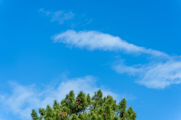 Bright Blue Sky with White Cotton Clouds