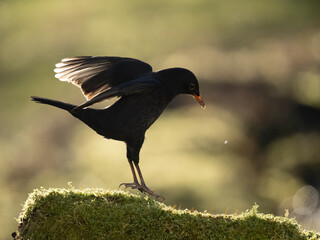 Amsel (Turdus merula)