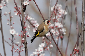Naklejka premium Pintassilgo pousado em ameixeira em flor