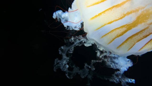 Southamerican sea nettle Jellyfish (Chrysaora plocamia), 4K UHD