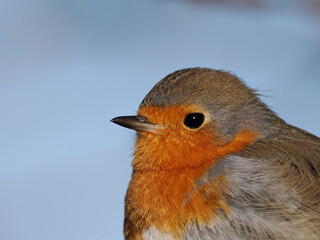 Rotkehlchen (Erithacus rubecula)