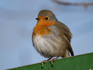 Rotkehlchen (Erithacus rubecula)