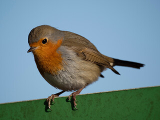 Rotkehlchen (Erithacus rubecula)