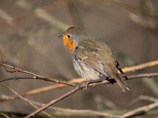 Rotkehlchen (Erithacus rubecula)
