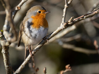 Rotkehlchen (Erithacus rubecula)