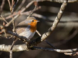 Fototapeta premium Rotkehlchen&nbsp;(Erithacus rubecula)