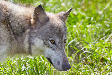 Alert Grey Wolf in Natural Habitat with Lush Greenery - Close-up View