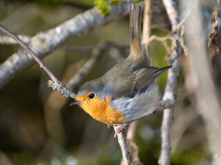 Rotkehlchen (Erithacus rubecula)