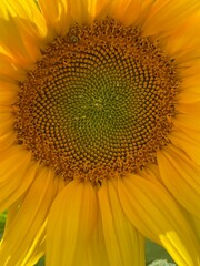 sunflower close up