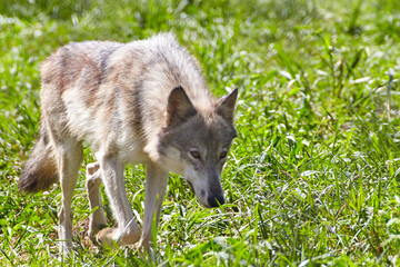 Fototapeta premium Alert Grey Wolf in Grassy Habitat, Eye-Level Perspective