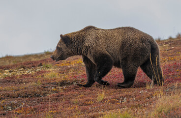 Grizzly Bear in Autumn in Denali National Park Alaska