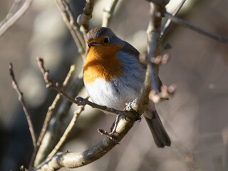 Rotkehlchen (Erithacus rubecula)
