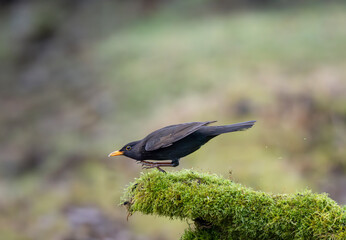 Amsel (Turdus merula)