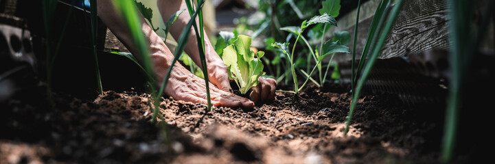 Low angle view of female hands planting green lettuce seedling in a fertile soil - obrazy, fototapety, plakaty