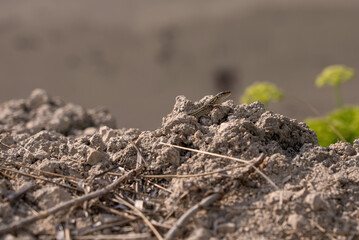  Lizard head on stone. Lizard on stone. Lizard on the sand in the wild. Close-up.