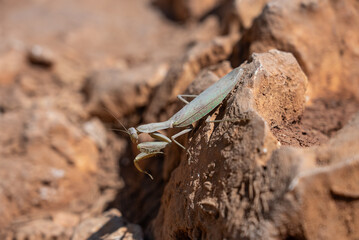 Praying mantis (Mantis religiosa) on the ground. Mantis sitting on  stone rock.Mantis in greece island.