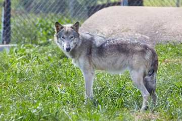 Obraz premium Alert Gray Wolf Gaze in Sanctuary, Eye-Level Perspective