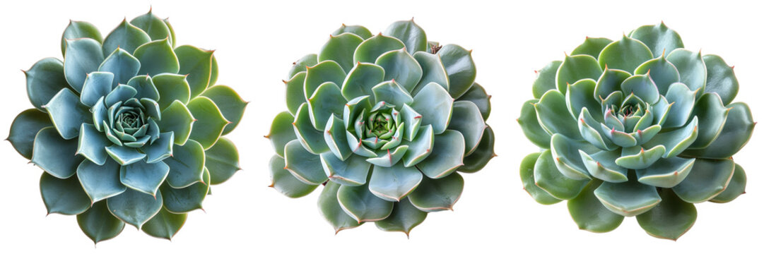 Succulent Plants Single Set Isolated on Transparent or White Background, PNG