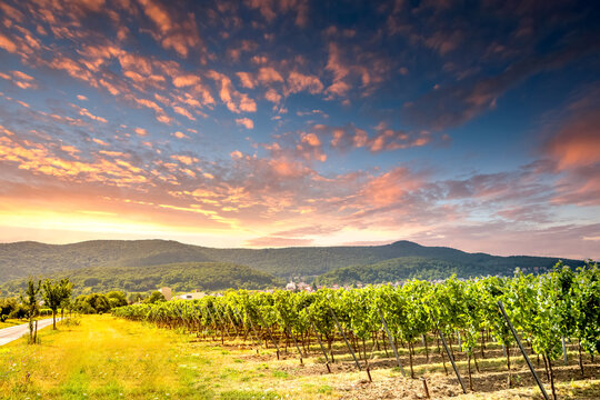 Weinberge, Deutsche Weinstrasse, Deutschland 
