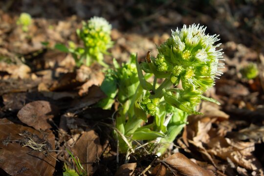 White butterbur (Petasites albus) plant growing in early spring