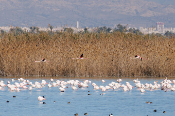Paisaje con laguna y flamencos en el parque natural El Hondo de Elche y Crevillente durante las primeras horas de la mañana, España