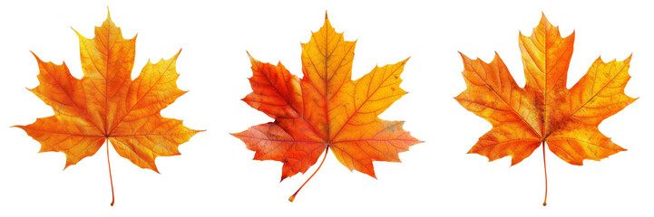 Naklejka na ściany i meble Autumn Maple Leaf Set Isolated on Transparent or White Background, PNG