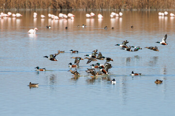 Bandada de patos Anas platyrhynchos volando y aterrizando sobre el agua del parque natural El Hondo, España