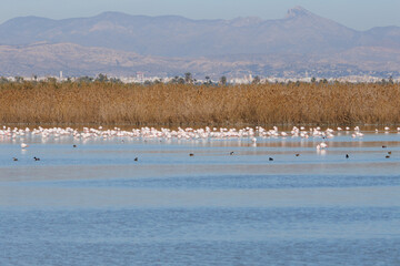 Naklejka premium Paisaje con laguna y flamencos en el parque natural El Hondo de Elche y Crevillente durante las primeras horas de la mañana, España