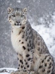 Winter's Majesty: Snow Leopard Roaming Through a Snowy Landscape. generative AI