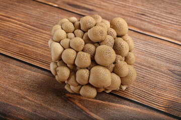 Raw asiam delicacy mushroom Shimeji