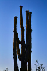 Saguaro Cactus Silhouette Against Blue Sky, Desert Resilience