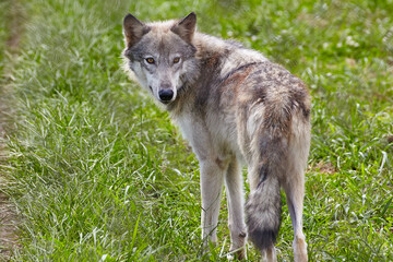Obraz premium Alert Wolf in Lush Green Field, Eye-Level View