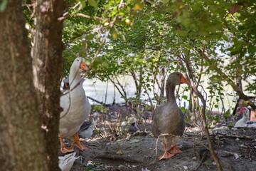 Geese on the farm