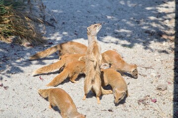 Mongooses in the sand