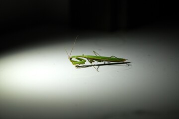 Praying mantis green