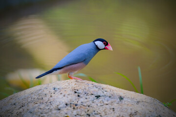 Javan sparrow in the grass