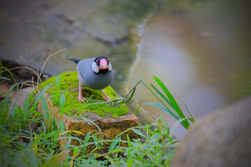 Javan sparrow in the grass