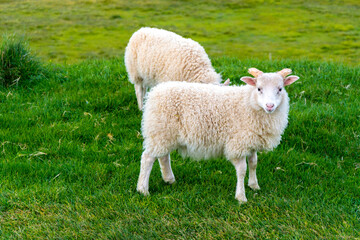 Sheep on a green meadow in the countryside of Iceland.