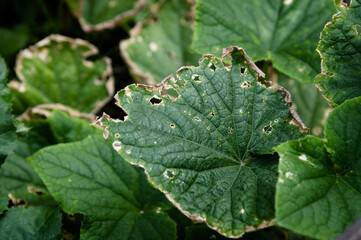 Cucumber leaf affected by diseases or pests in garden or greenhouse. Lack of trace elements and macronutrients. Problems growing amateur organic. Improper watering