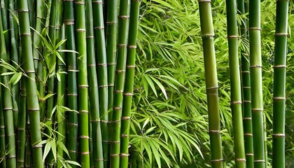 green bamboo nature backgrounds