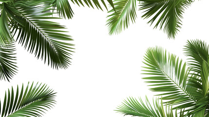 Tropical frame with green palm leaves. Tropical plant branches isolated on a transparent background. - obrazy, fototapety, plakaty