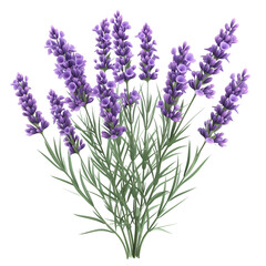 Fototapeta na wymiar 3d illustration cartoon Lavender flowers bunch on transparent background