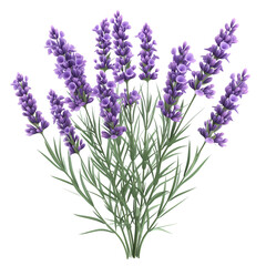 Naklejka premium 3d illustration cartoon Lavender flowers bunch on transparent background