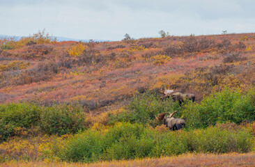 Pair of Bull Moose in Denali National Park Alaska in Autumn